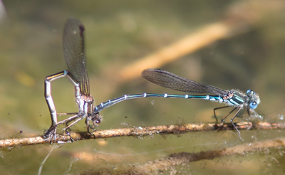 Austrolestes psyche